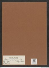 Asteromphalus variabilis (Grev.) Rattr. (de-Toni-Nr.: Genus 236, Species 5683) Zeichnungen Sammlung Grunow Mappe 05398 (Herbarium_W_Grunow_drawings_Folder_05398)